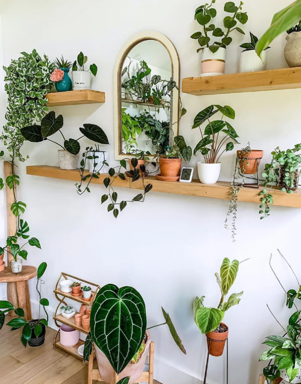 Rak Dinding dengan Tanaman Hias Gantung